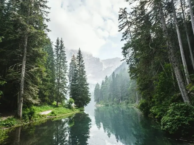 Featured image for “The Forest as Coach: Nature-Based Coaching and the Ancient Art of Transformation”